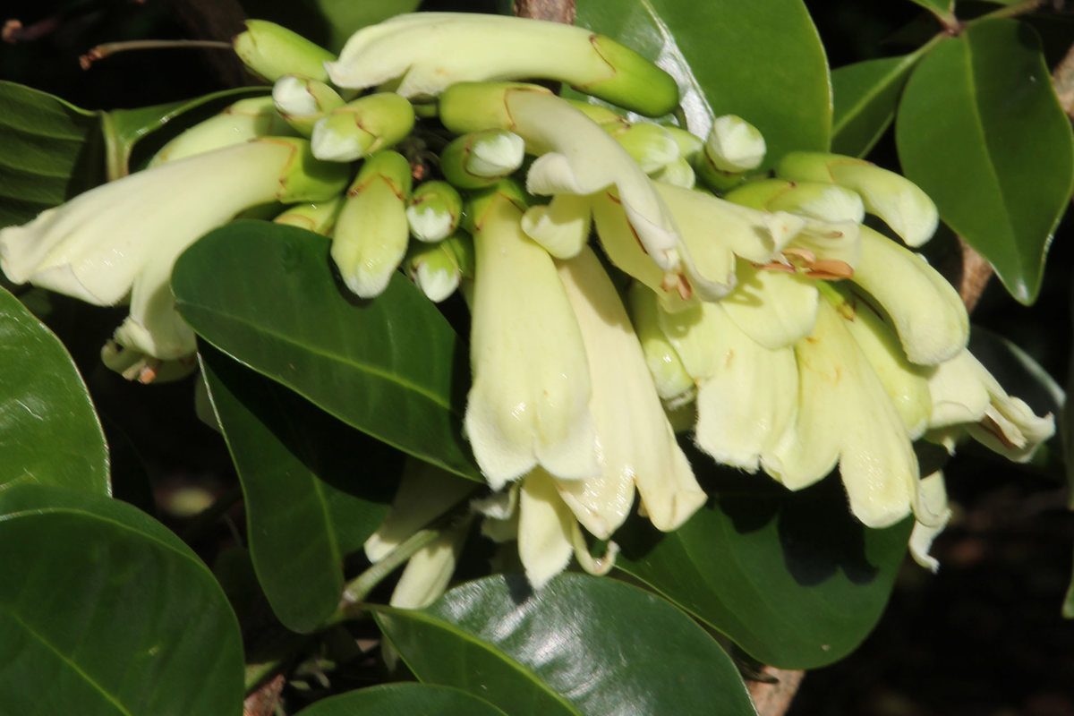 Tecomanthe speciosa (11).jpg